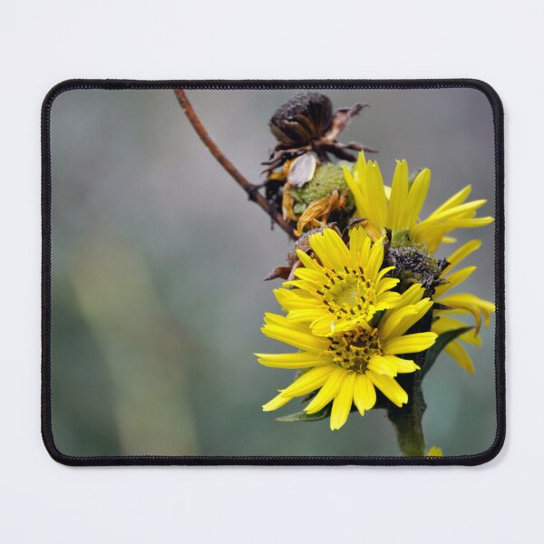 Item preview, Compass Plant like a Yellow Daisy designed and sold by AffeldtImages.