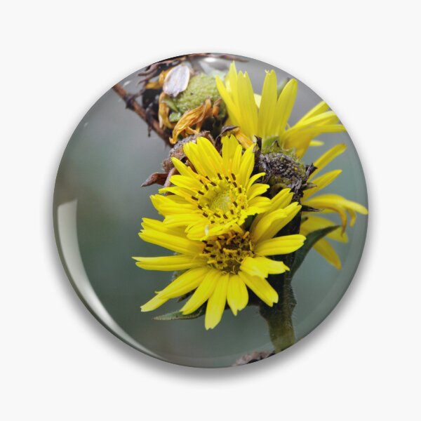 Item preview, Compass Plant like a Yellow Daisy designed and sold by AffeldtImages.