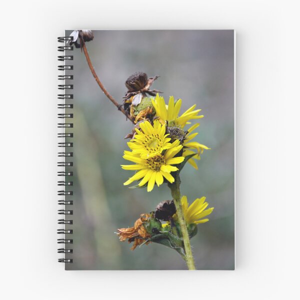 Item preview, Compass Plant like a Yellow Daisy designed and sold by AffeldtImages.