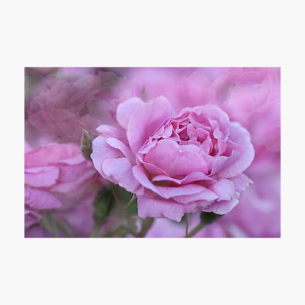 Item preview, Rose Dreams designed and sold by Kelly Cavanaugh.