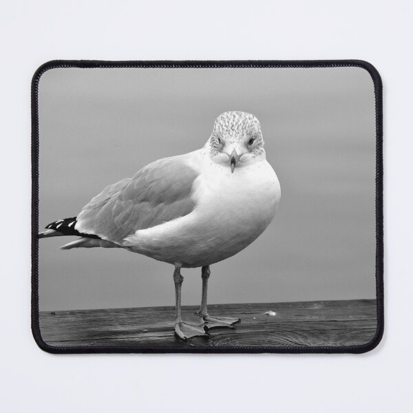 Item preview, Ring-billed Gull, Black and White designed and sold by AffeldtImages.
