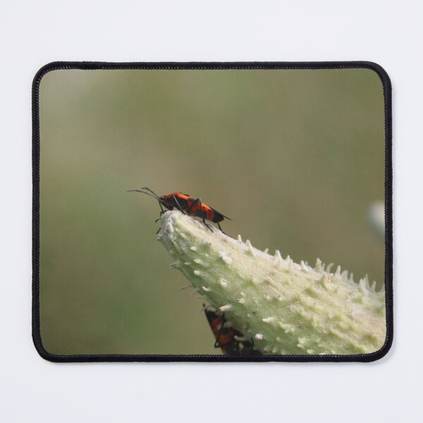 Item preview, photo of a bug on a plant designed and sold by Geraal.
