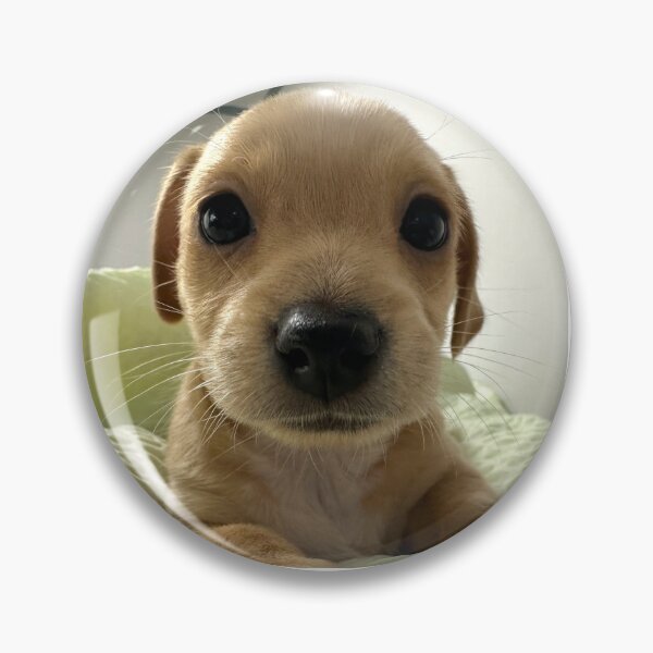 Item preview, Despite Everything Its Still You Puppy  designed and sold by Ashweed.