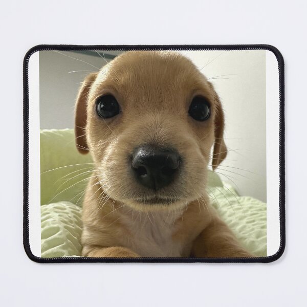 Item preview, Despite Everything Its Still You Puppy  designed and sold by Ashweed.