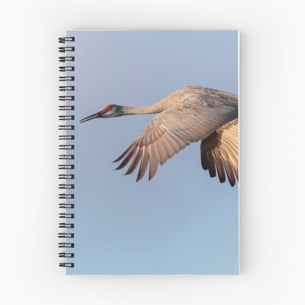 Item preview, Sandhill Crane 9-13-25 designed and sold by Thomasyoung.