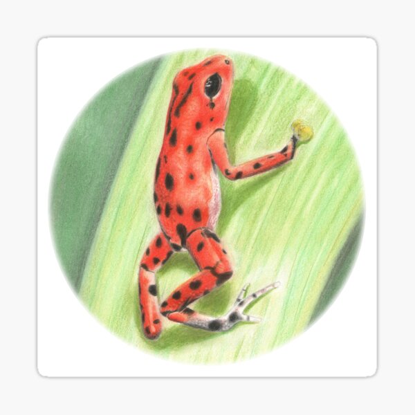 Clinging Poison Dart Frog Sticker