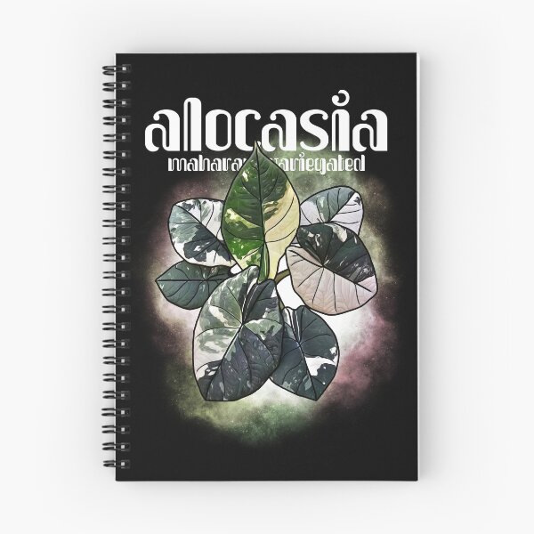 Item preview, ALOCASIA MAHARANI Variegated designed and sold by MYPLANTEES.