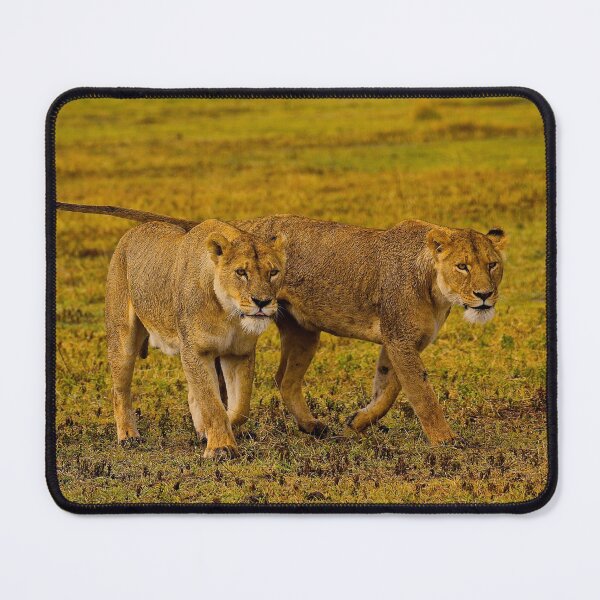 Item preview, Lionesses designed and sold by mortal perspective .