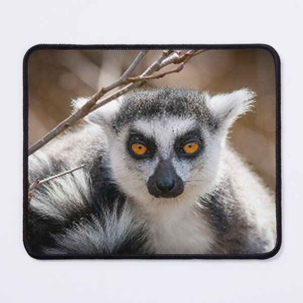 Item preview, Lemurs are fascinating prosimians and their home is Madagascar! designed and sold by FotoworldEdel.