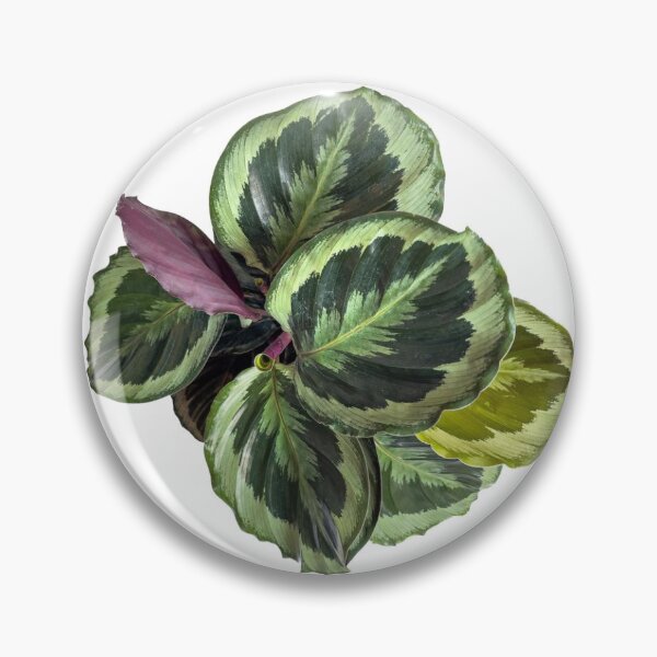 Item preview, maranta botanical plant sticker designed and sold by inainart.