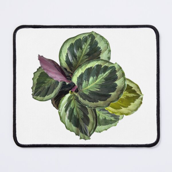Item preview, maranta botanical plant sticker designed and sold by inainart.