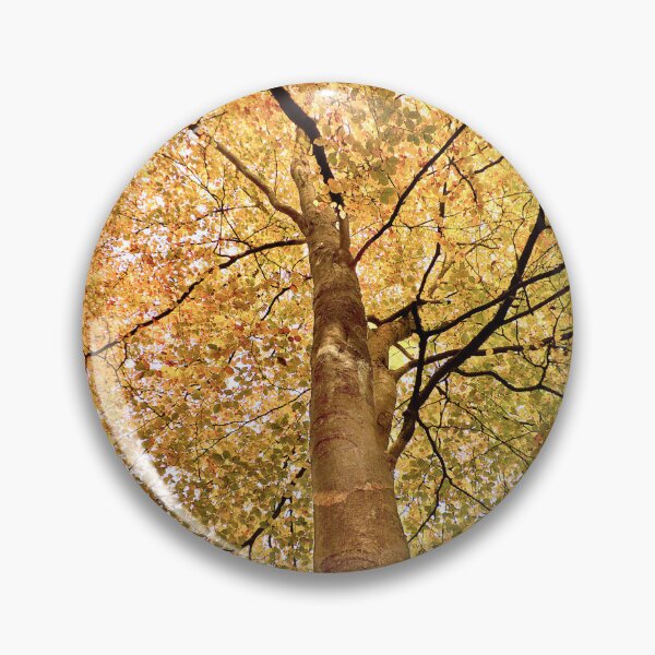 Item preview, Beech Canopy Autumn Colour  designed and sold by Jim Key.