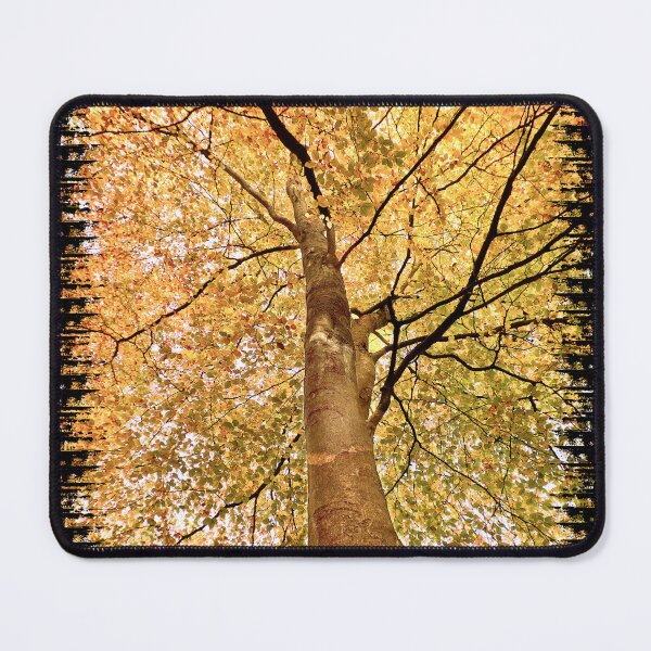 Item preview, Beech Canopy Autumn Colour  designed and sold by Jim Key.