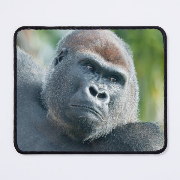 Item preview, Strength – Gorilla Side Glance designed and sold by rawshutterbug.