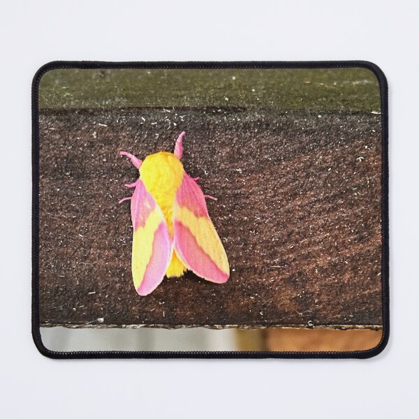 Item preview, Rosy Maple Moth designed and sold by Alice Becky Kahn.