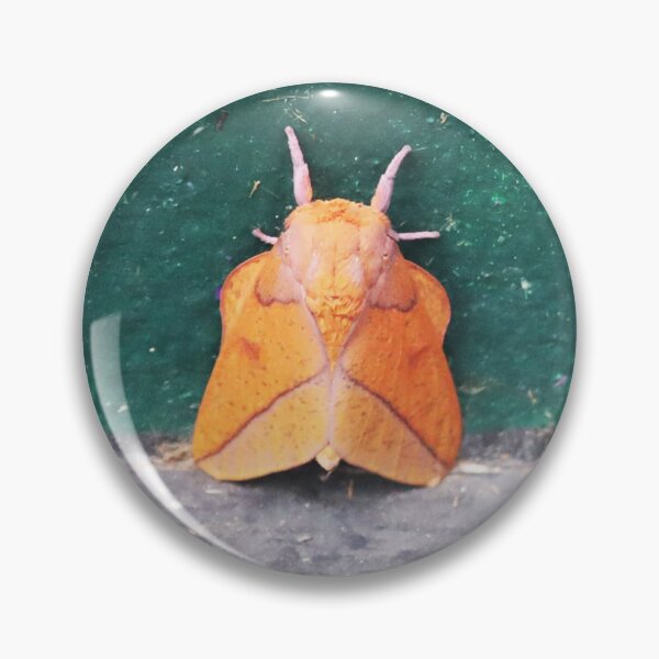 Item preview, Bisected honey locust moth designed and sold by Alice Kahn.