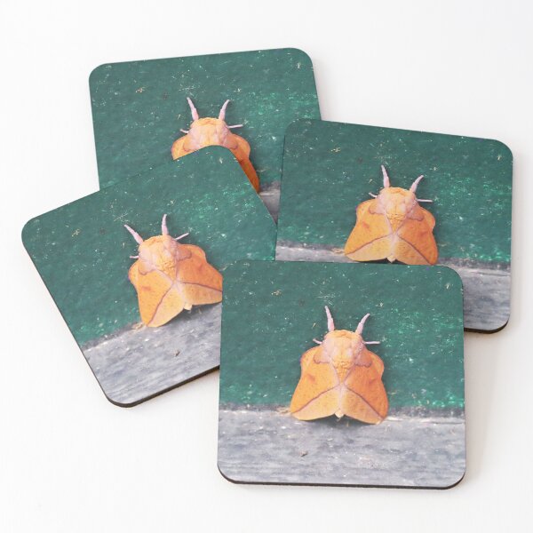Item preview, Bisected honey locust moth designed and sold by Alice Kahn.