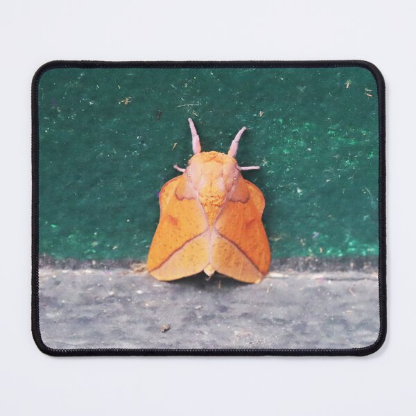 Item preview, Bisected honey locust moth designed and sold by Alice Kahn.