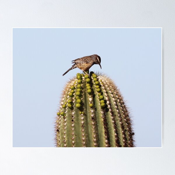 Item preview, Cactus Wren on Cactus designed and sold by Alice Kahn.