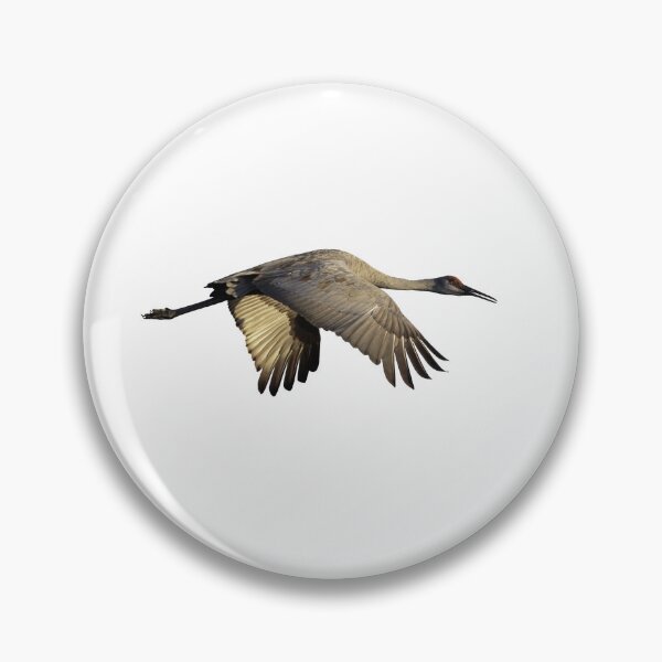 Item preview, Isolated Sandhill Crane 9-13-25 designed and sold by Thomasyoung.