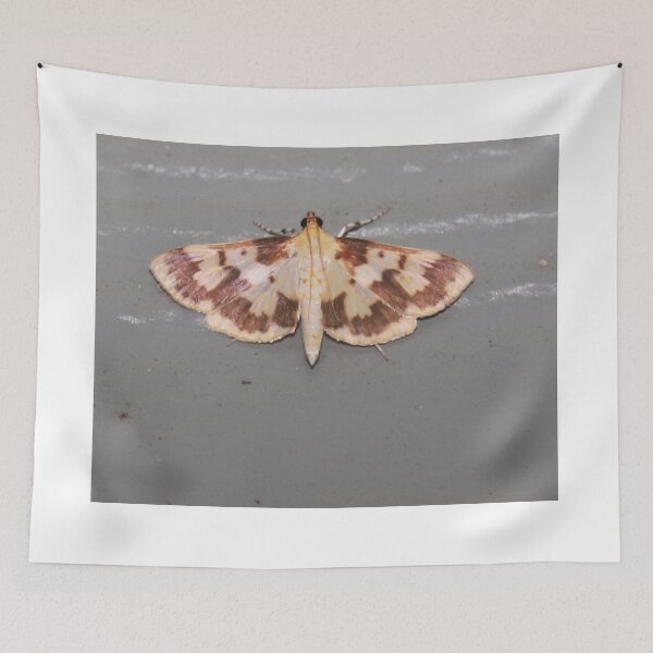 Item preview, Polygrammodes Langdonalis Moth designed and sold by Alice Kahn.