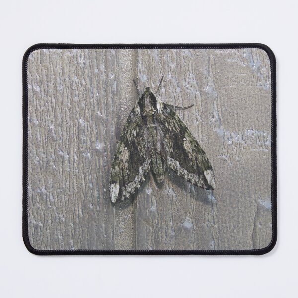 Item preview, Hagen's Sphinx designed and sold by Alice Kahn.