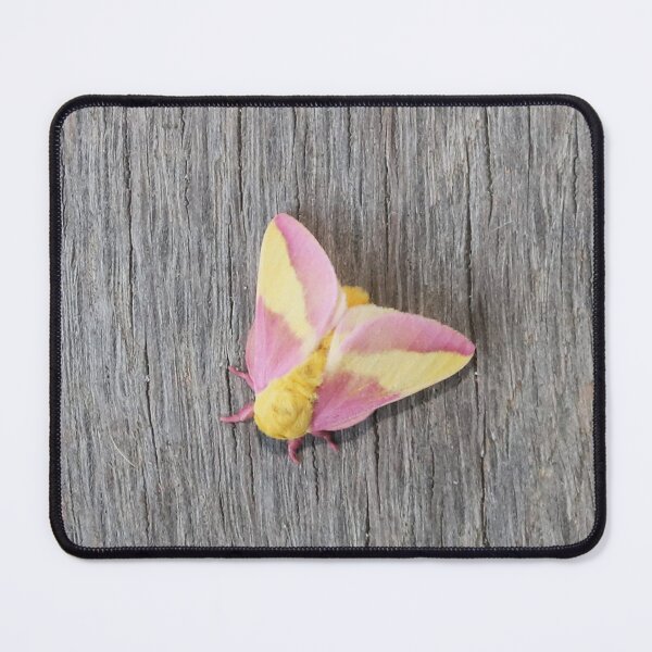 Item preview, Rosy Maple Moth designed and sold by Alice Kahn.
