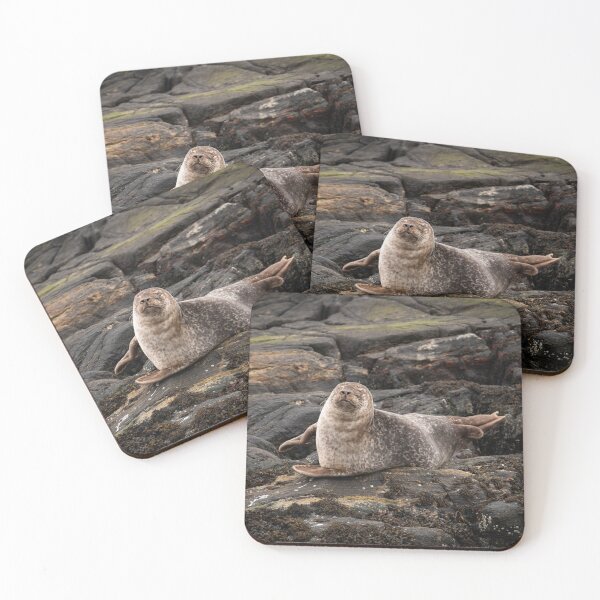 Item preview, Common Seal on rocks in Loch Roe Scotland designed and sold by CEastwoodPhotos.