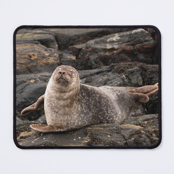 Item preview, Common Seal on rocks in Loch Roe Scotland designed and sold by CEastwoodPhotos.