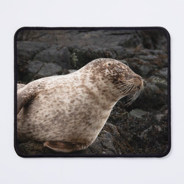 Item preview, Sleepy Common Seal on rocks in Loch Roe Scotland designed and sold by CEastwoodPhotos.