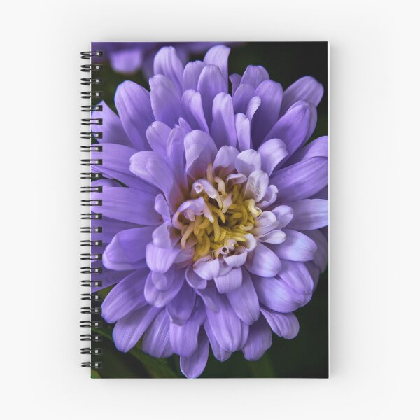 Item preview, aster flower designed and sold by IgorKovalenko.