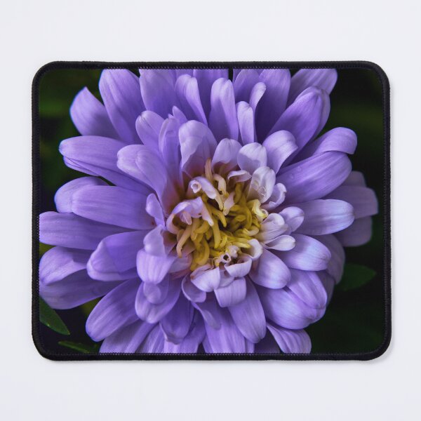 Item preview, aster flower designed and sold by IgorKovalenko.