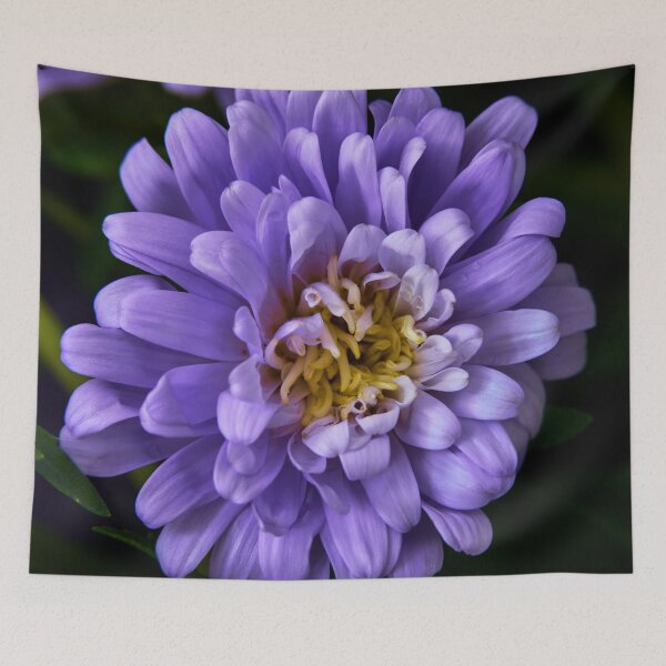 Item preview, aster flower designed and sold by IgorKovalenko.