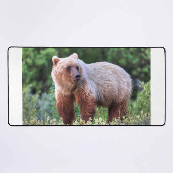 Item preview, Young grizzly bear III designed and sold by zumi.