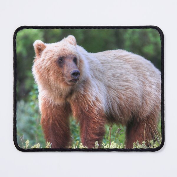 Item preview, Young grizzly bear III designed and sold by zumi.