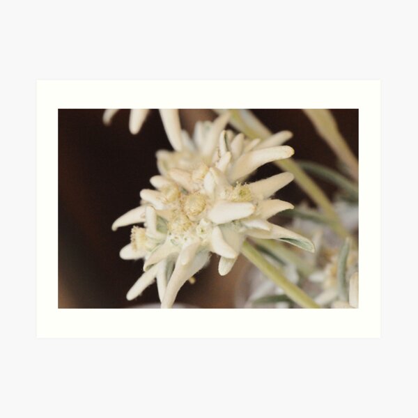 Edelweiss Art Print