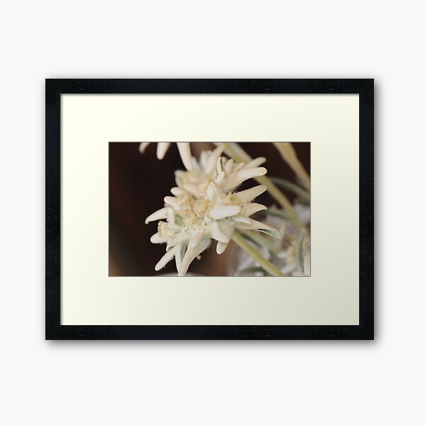 Edelweiss Framed Art Print