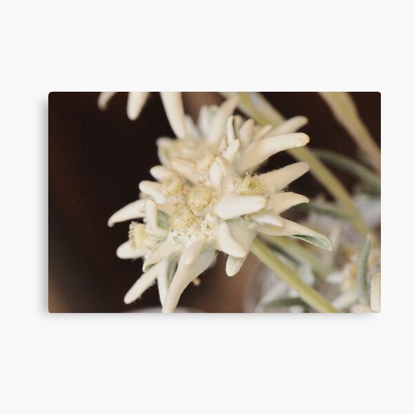 Edelweiss Canvas Print
