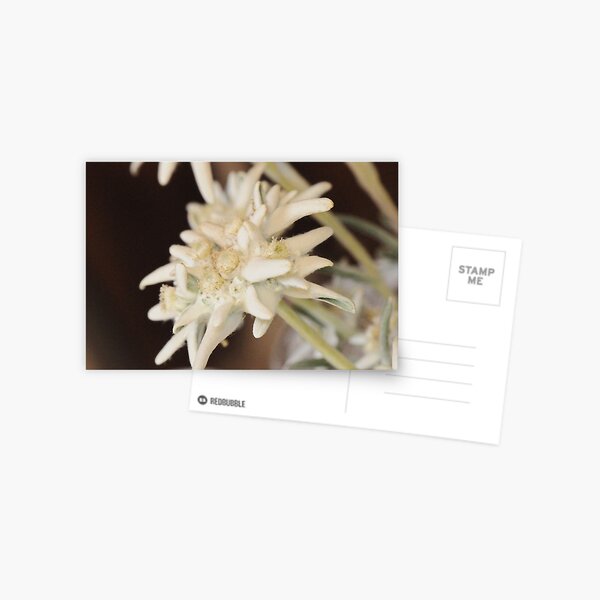 Edelweiss Postcard