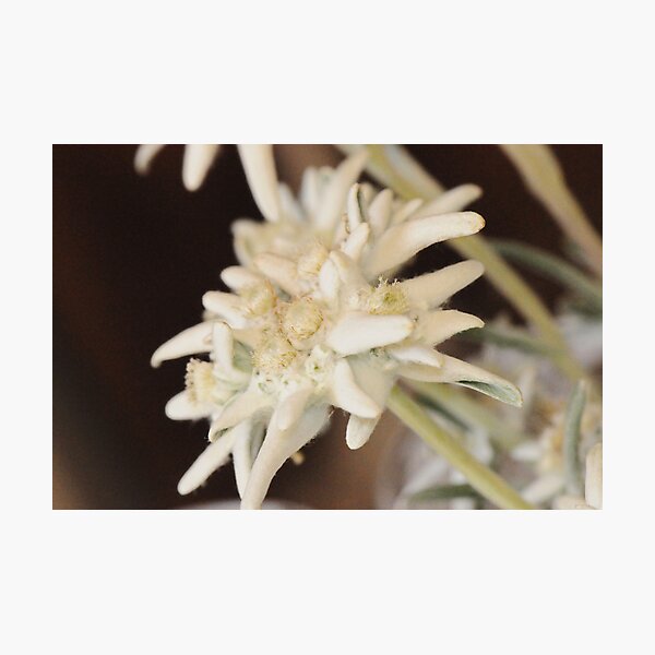 Edelweiss Photographic Print