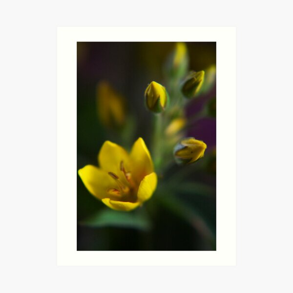 Yellow parade (from wild flowers collection) Art Print