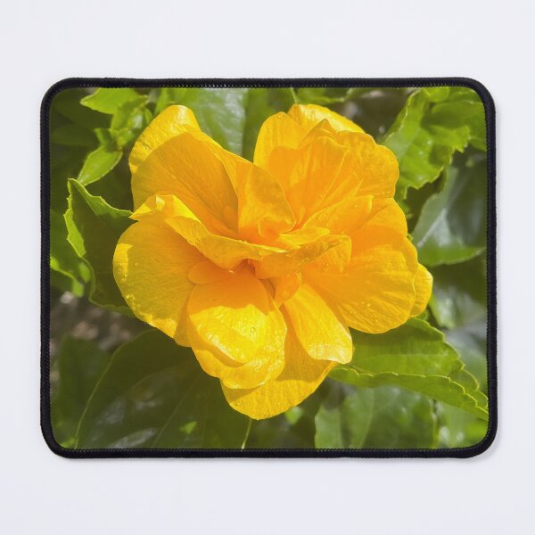 Item preview, Bright Yellow Hibiscus Flower in Sunlight designed and sold by Be Captured by Brittany Emma.