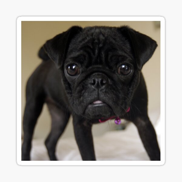 Ella Sticker