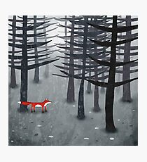 The Fox and the Forest Photographic Print