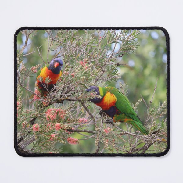 Item preview, Lorikeets designed and sold by Allport Photography.