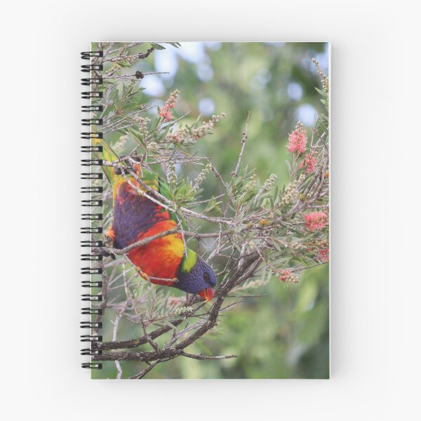 Item preview, Lorikeet designed and sold by Allport Photography.