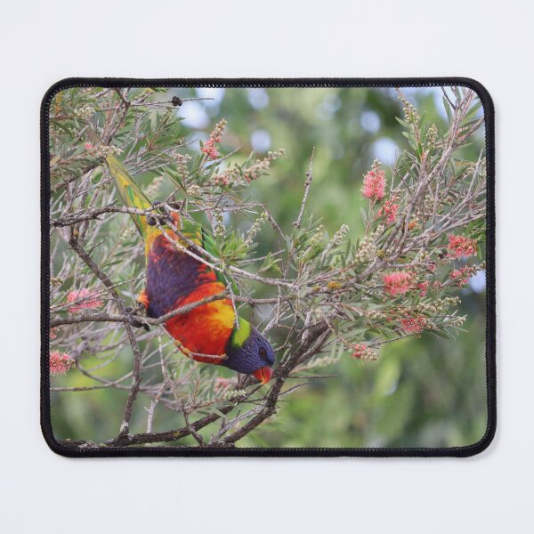 Item preview, Lorikeet designed and sold by Allport Photography.