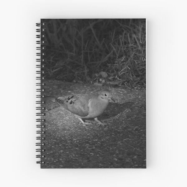 Item preview, Highlighted Mourning Dove designed and sold by MercerImages.