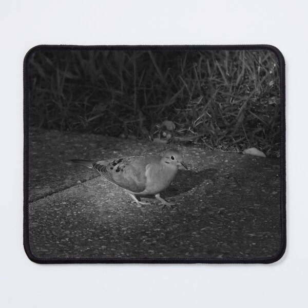 Item preview, Highlighted Mourning Dove designed and sold by MercerImages.
