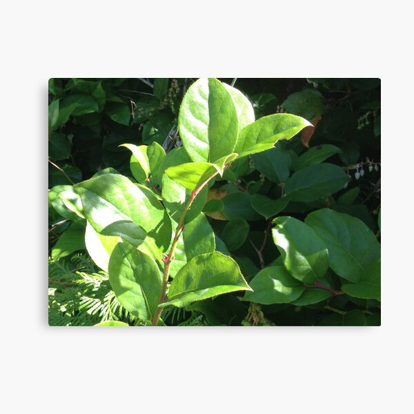 Item preview, Salal designed and sold by apptreasures.